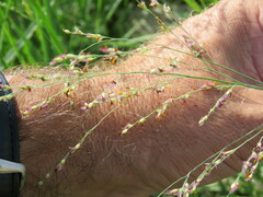 Panicum repens