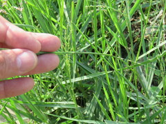 Panicum repens
