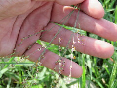 Panicum repens