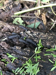 Xylaria polymorpha