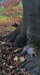 Sciurus carolinensis