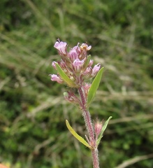 Thymus pannonicus