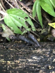 Xylaria polymorpha