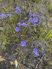Aristea oligocephala