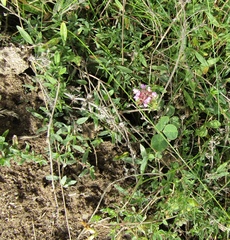 Thymus pannonicus