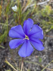 Aristea oligocephala