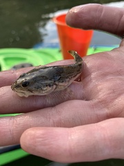 Leptocottus armatus