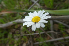 Anthemis