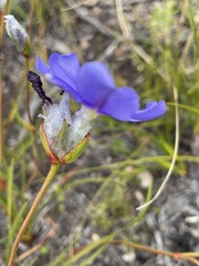 Aristea oligocephala