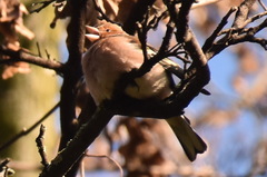 Fringilla coelebs