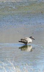 Lophonetta specularioides