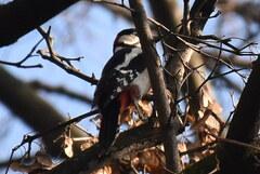 Dendrocopos major