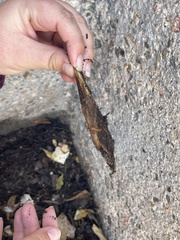 Lithobiomorpha