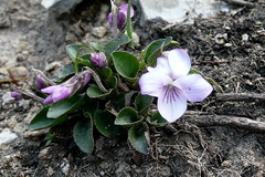 Viola thomasiana