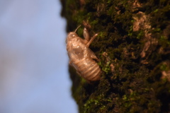 Cicada orni