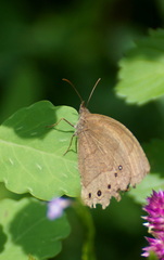 Pindis squamistriga