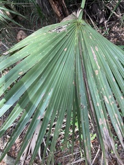 Coryphoideae