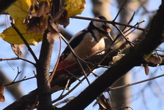 Dendrocopos major