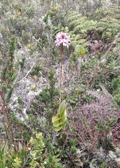 Epidendrum