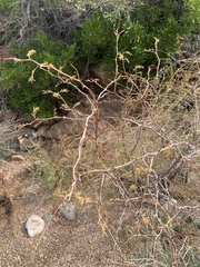 Mimosa aculeaticarpa