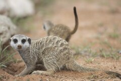 Suricata suricatta