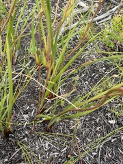Aristea oligocephala