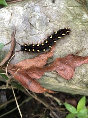 Siproeta epaphus epaphus