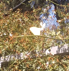 Abaeis salome jamapa