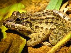 Leptodactylus macrosternum