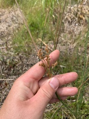 Juncus australis