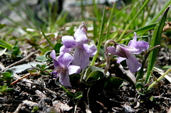 Viola thomasiana