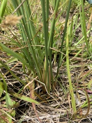 Juncus australis
