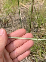 Juncus australis