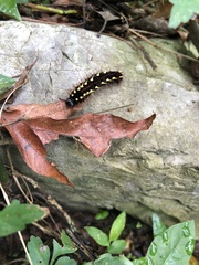 Siproeta epaphus epaphus