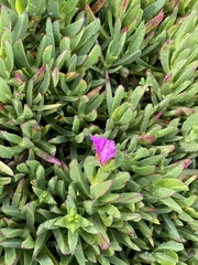 Carpobrotus