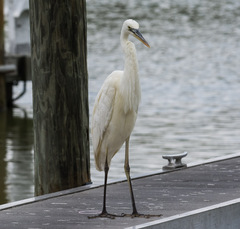 Ardea herodias occidentalis