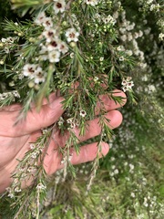 Kunzea linearis