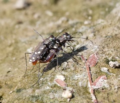 Cicindela sedecimpunctata