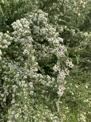 Kunzea linearis