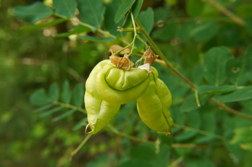 Colutea arborescens iNat (1)