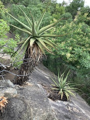 Aloe spicata