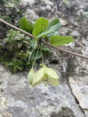 Clematis cirrhosa