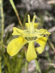 Moraea bituminosa