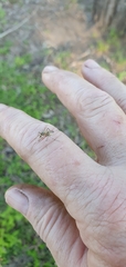 Aedes vittiger