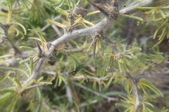 Asparagus
