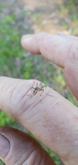 Aedes vittiger