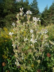 Salvia aethiopis