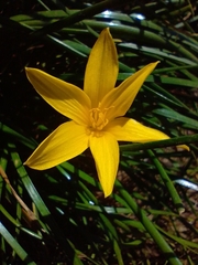 Zephyranthes