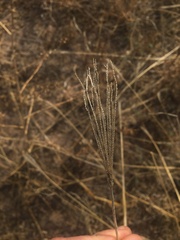 Chloris virgata