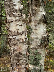 Betula papyrifera